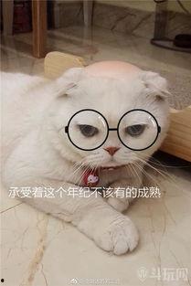 刘二豆与娱乐吃瓜君,揭秘娱乐圈背后的故事